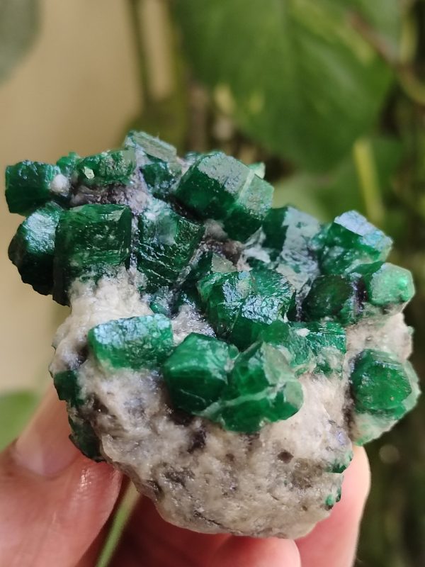 Specimens of Emerald - Image 3