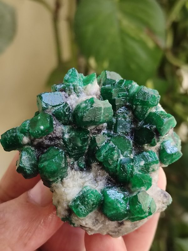 Specimens of Emerald